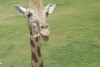 Visit to San Diego Zoo facilities