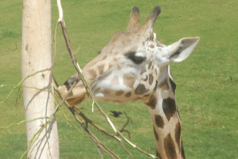 Visit to San Diego Zoo facilities
