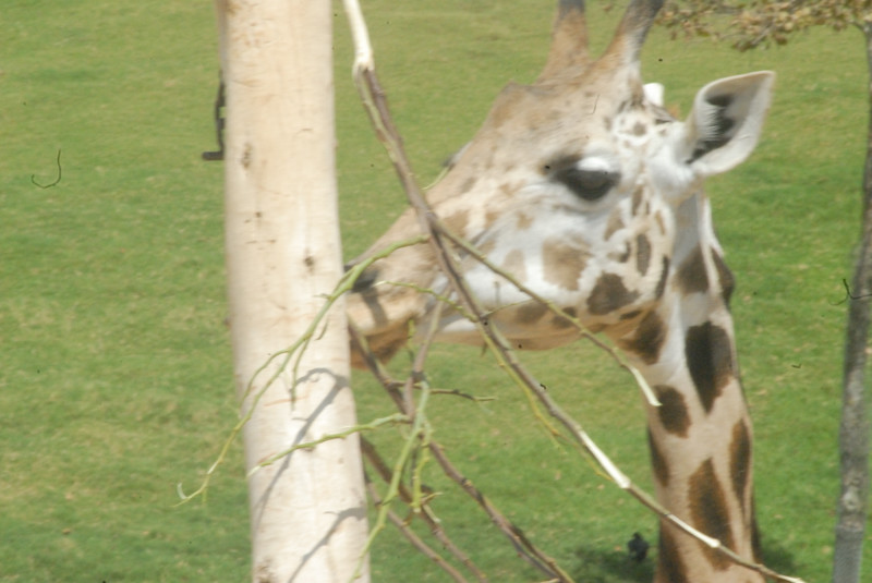 Visit to San Diego Zoo facilities