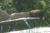 Visit to San Diego Zoo facilities