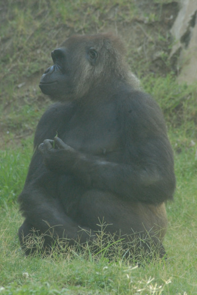 Visit to San Diego Zoo facilities