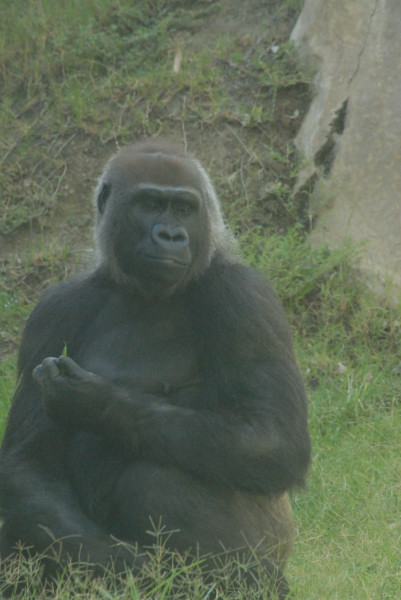 Visit to San Diego Zoo facilities