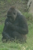 Visit to San Diego Zoo facilities