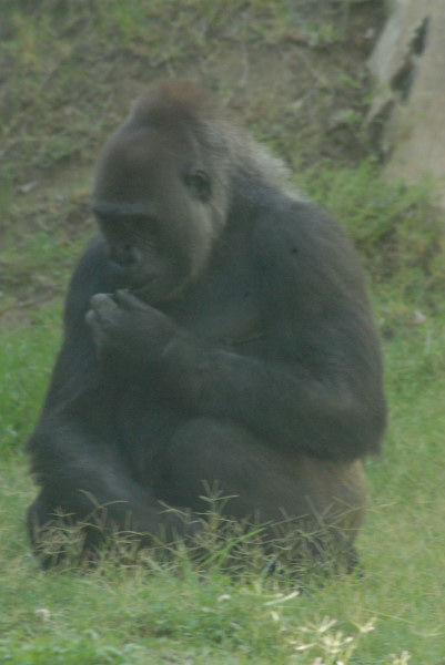 Visit to San Diego Zoo facilities