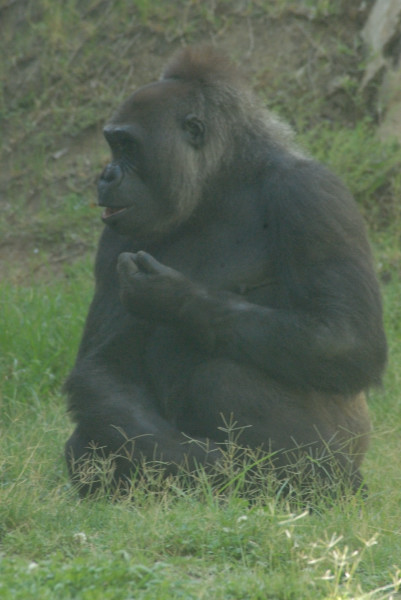 Visit to San Diego Zoo facilities