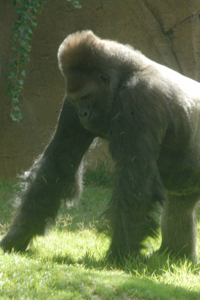 Visit to San Diego Zoo facilities
