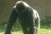 Visit to San Diego Zoo facilities