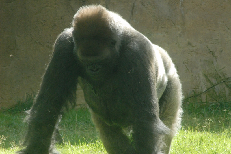 Visit to San Diego Zoo facilities