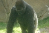 Visit to San Diego Zoo facilities