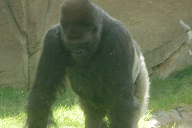 Visit to San Diego Zoo facilities