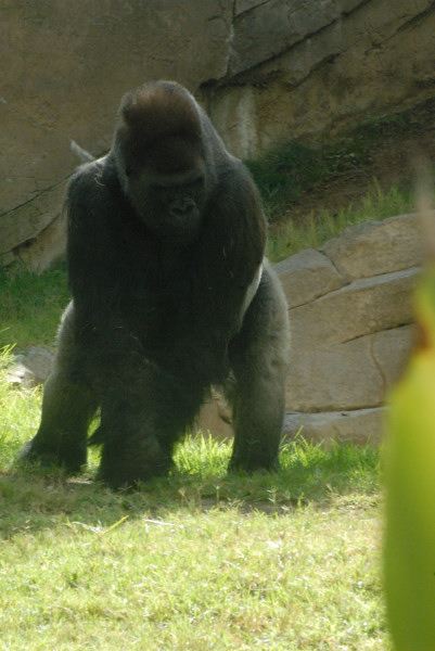 Visit to San Diego Zoo facilities
