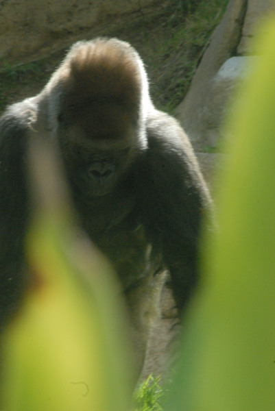 Visit to San Diego Zoo facilities