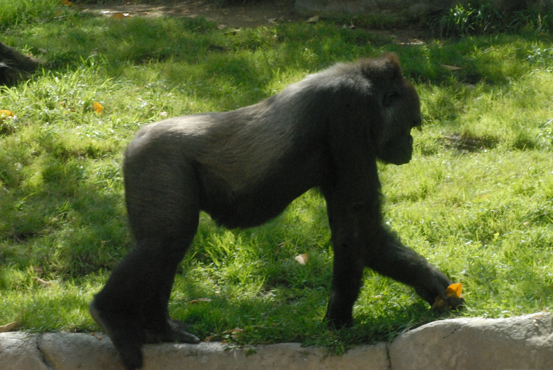 Visit to San Diego Zoo facilities