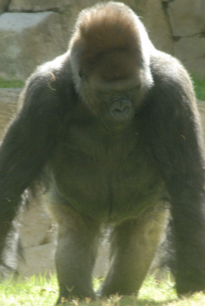 Visit to San Diego Zoo facilities