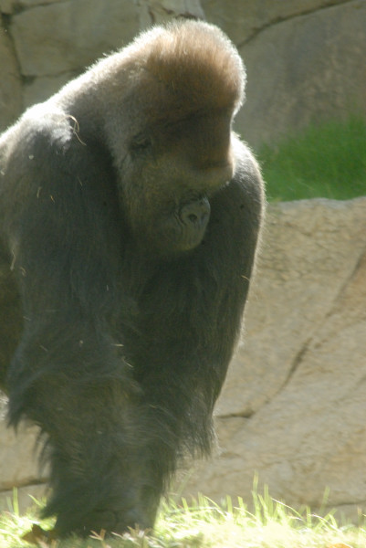 Visit to San Diego Zoo facilities