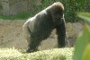 Visit to San Diego Zoo facilities