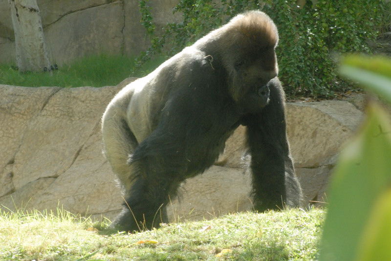 Visit to San Diego Zoo facilities