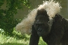 Visit to San Diego Zoo facilities