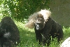 Visit to San Diego Zoo facilities