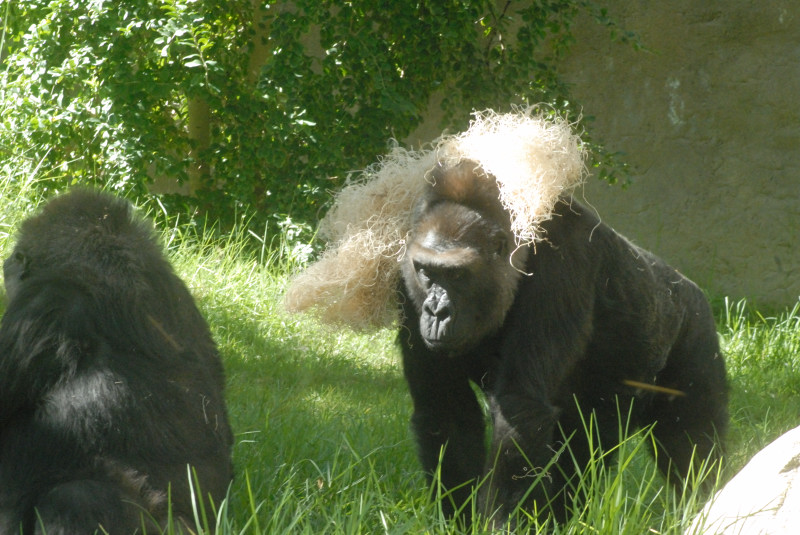 Visit to San Diego Zoo facilities