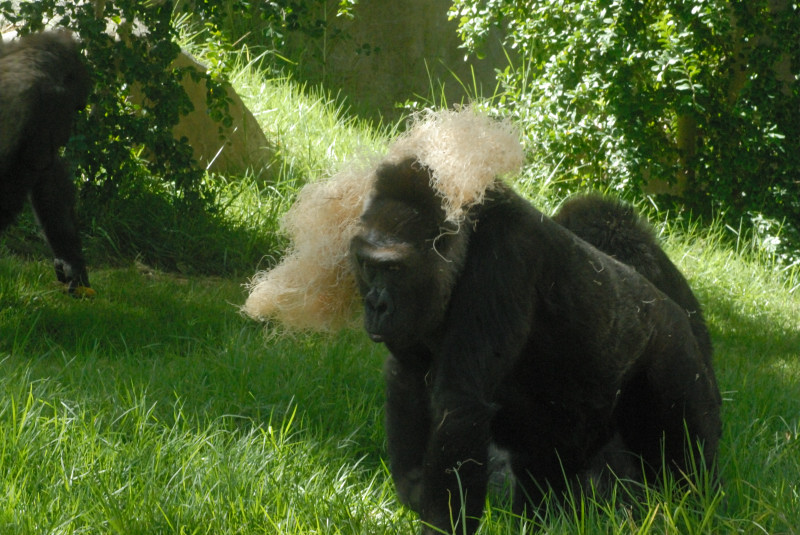 Visit to San Diego Zoo facilities