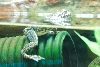 Visit to San Diego Zoo facilities