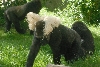 Visit to San Diego Zoo facilities