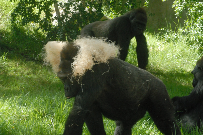 Visit to San Diego Zoo facilities