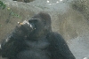 Visit to San Diego Zoo facilities