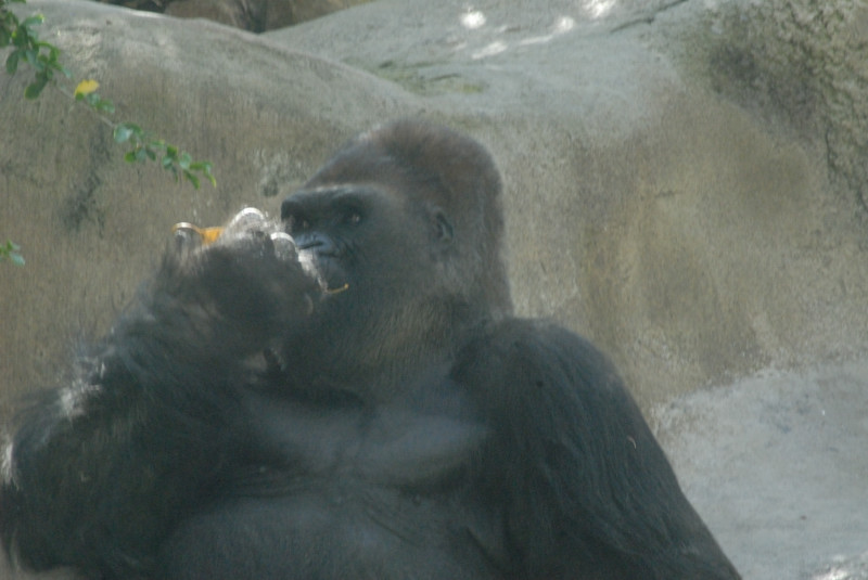 Visit to San Diego Zoo facilities