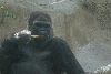 Visit to San Diego Zoo facilities
