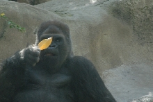 Visit to San Diego Zoo facilities