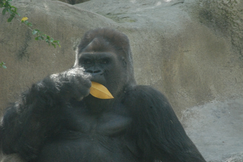 Visit to San Diego Zoo facilities