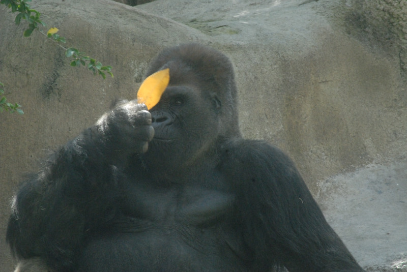 Visit to San Diego Zoo facilities