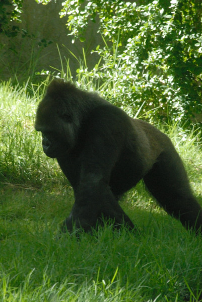Visit to San Diego Zoo facilities