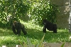 Visit to San Diego Zoo facilities