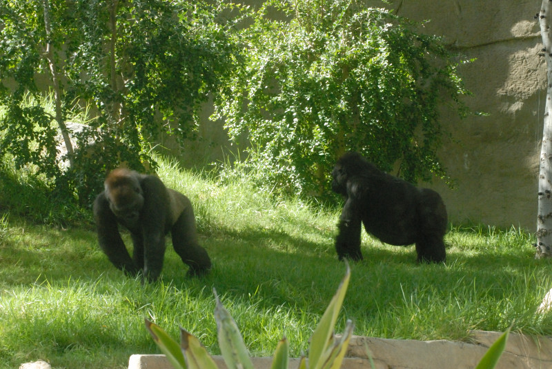 Visit to San Diego Zoo facilities
