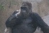 Visit to San Diego Zoo facilities