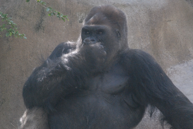 Visit to San Diego Zoo facilities