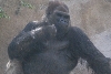 Visit to San Diego Zoo facilities