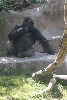 Visit to San Diego Zoo facilities