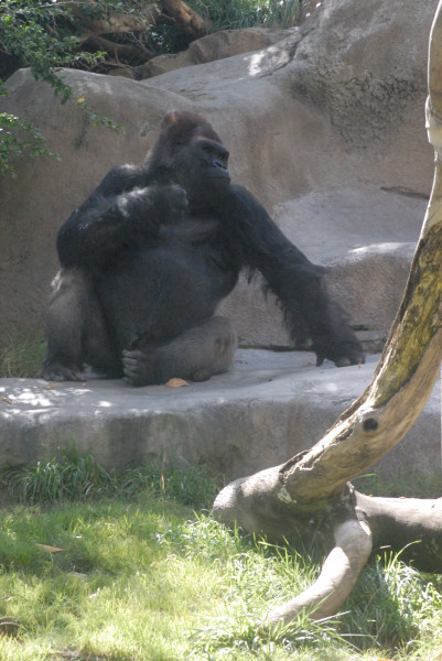Visit to San Diego Zoo facilities