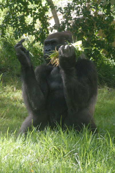 Visit to San Diego Zoo facilities