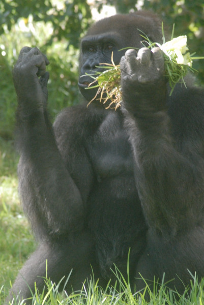 Visit to San Diego Zoo facilities