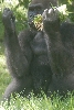 Visit to San Diego Zoo facilities