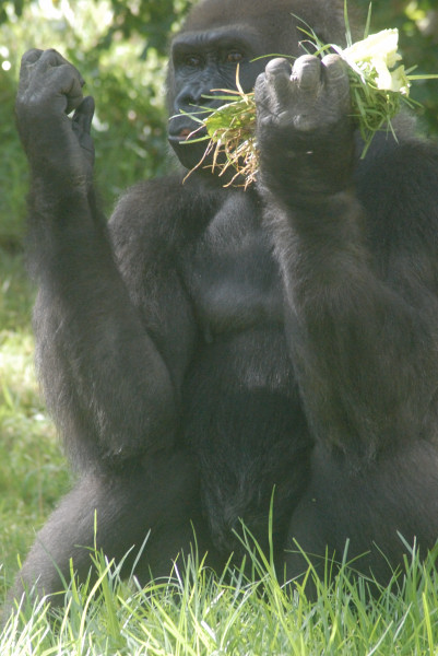 Visit to San Diego Zoo facilities