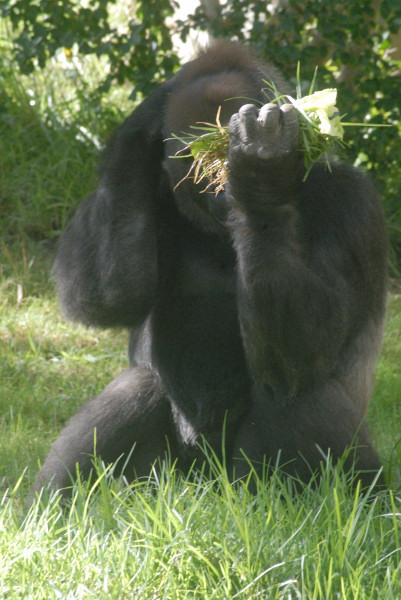 Visit to San Diego Zoo facilities