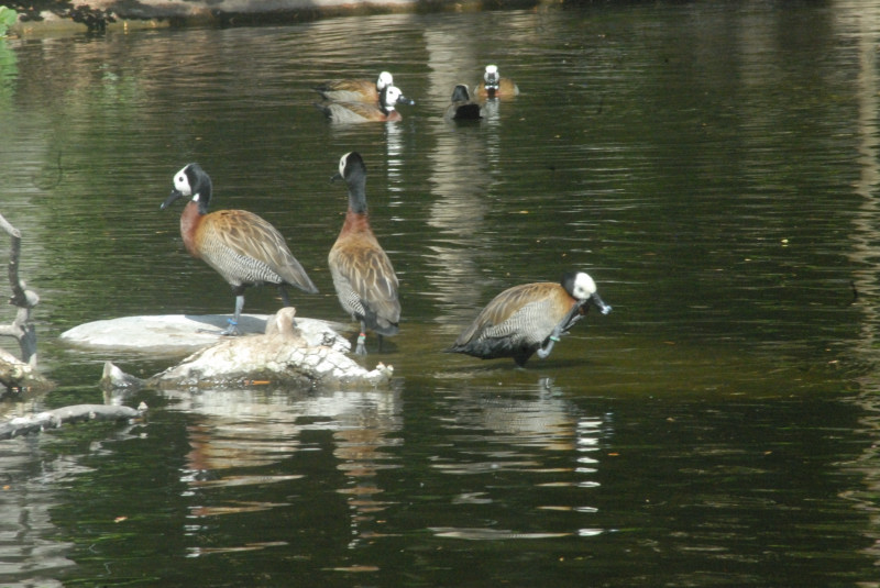Visit to San Diego Zoo facilities
