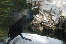 Visit to San Diego Zoo facilities