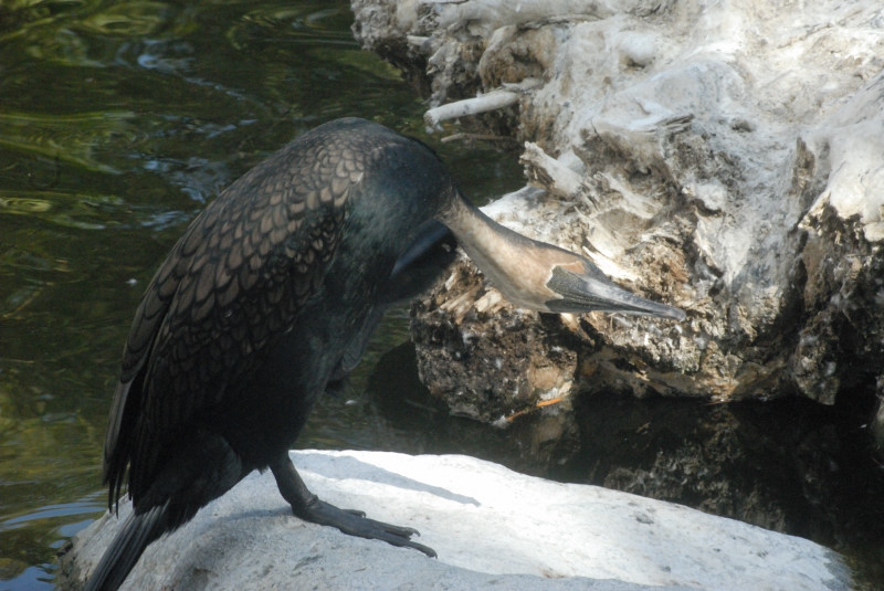 Visit to San Diego Zoo facilities